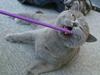 British Shorthair Wiki's Alfred