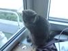 Huskat Lille My Solgt [Tidl. kat]