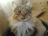 Maine Coon harry(of diamonds dream)