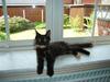 Maine Coon glitter girl(anto cat)
