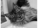 Maine Coon Emma