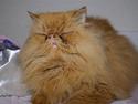 Perser Gismo