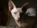 Sphynx Sniffer