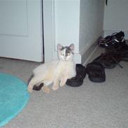 Huskat Yasmin