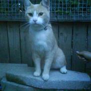 Huskat Buster R.I.P <3