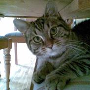 Blanding af racer Bamse