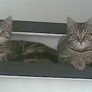 Blanding af racer Bamse