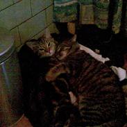 Blanding af racer Bamse