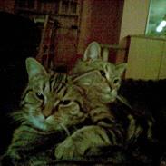 Blanding af racer Bamse