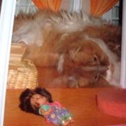 Perser Garfield *RIP*