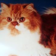 Perser Garfield *RIP*