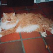 Perser Garfield *RIP*