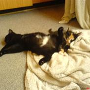 Huskat hotshot