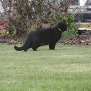 Huskat hotshot