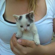 Blanding af racer Fie