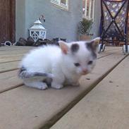 Blanding af racer Fie