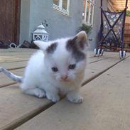 Blanding af racer Fie