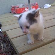 Blanding af racer Fie