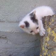 Blanding af racer Fie