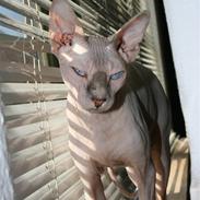 Sphynx Sniffer