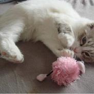 Ragdoll Gaia