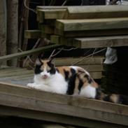 Huskat Grisling - HAR KILLINGER