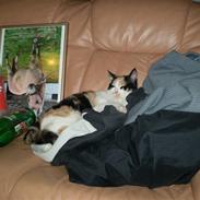 Huskat Grisling - HAR KILLINGER