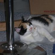 Huskat Grisling - HAR KILLINGER