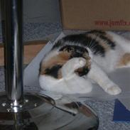 Huskat Grisling - HAR KILLINGER