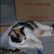 Huskat Grisling - HAR KILLINGER