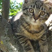 Blanding af racer Dumle