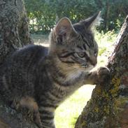 Blanding af racer Dumle