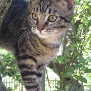 Blanding af racer Dumle