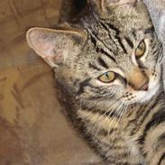 Blanding af racer Dumle