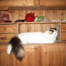 Norsk Skovkat Guldfossens Bertha