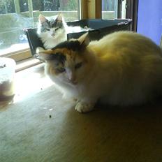 Norsk Skovkat Guldfossens Bertha