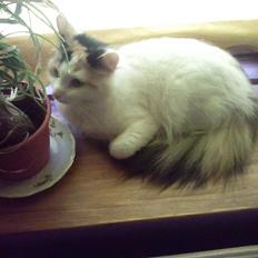 Norsk Skovkat Guldfossens Bertha