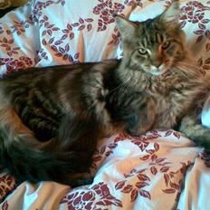 Maine Coon Amadeus 16 jan.2007 - 18 dec. 2012