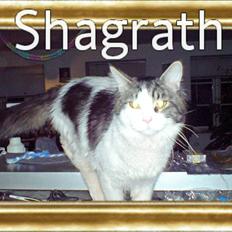 Maine Coon shagrath