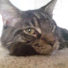 Maine Coon luke skywalker