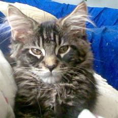 Maine Coon luke skywalker