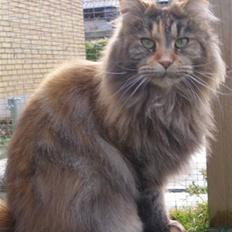 Maine Coon Løve Hulen's Limousine