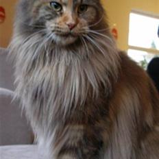 Maine Coon Løve Hulen's Limousine