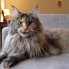 Maine Coon Løve Hulen's Limousine