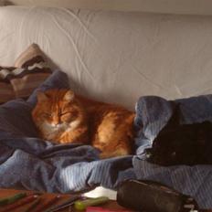 Norsk Skovkat Garfield