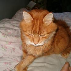 Norsk Skovkat Garfield