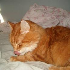 Norsk Skovkat Garfield