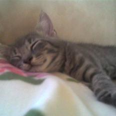 Blanding af racer Sigurd 