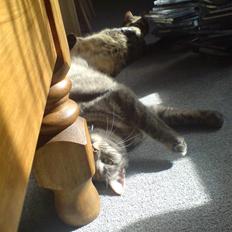 Blanding af racer Sigurd 