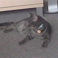 Blanding af racer Sigurd 